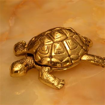 لاکپشت متوسط لاک چسبیده